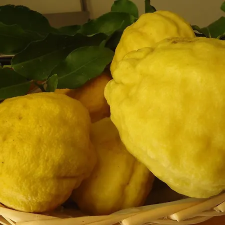 Il Cedro アパートホテル