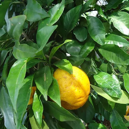 アパートホテル Il Cedro